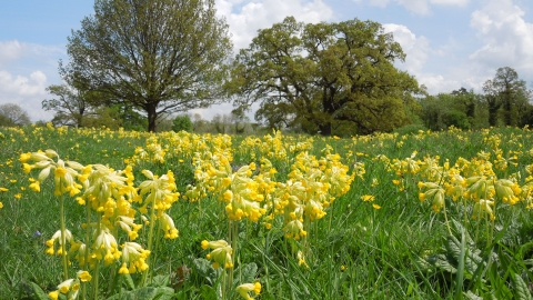Cowslips at Fulbourn Fen by Mark Ricketts May 2013
