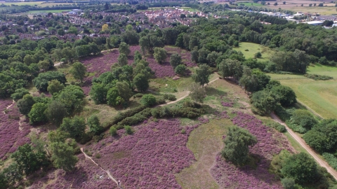 Purple heath at Cooper's Hill Nature Reserve