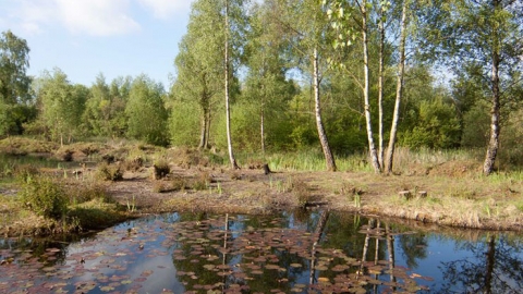 Felmersham Gravel Pits. Image: David Mackay