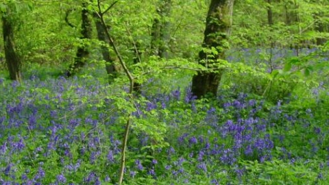 Gamsey Wood. Image credit: Pat Doody