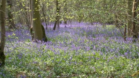 Hardwick wood. Image credit: Vince Lea