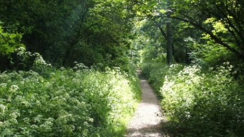 Kings Wood Credit. Wildlife Trust