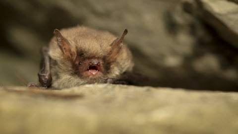 A Natterers bat