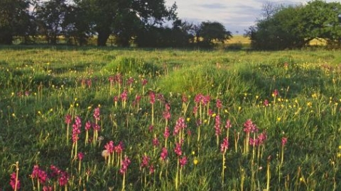 Upwood Meadow credit. Paul Glendell / English Nature