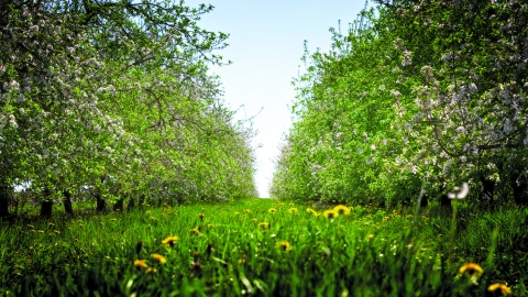 An apple orchard
