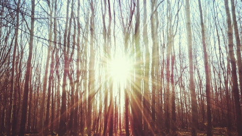 Evening sun through the trees at Waresley & Gransden Woods