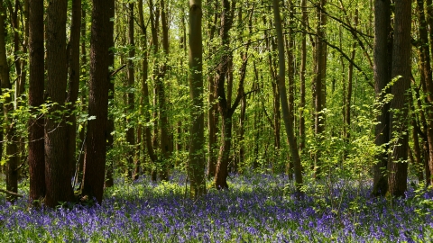 Bluebells at Waresley & Gransden Woods