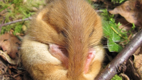 Dormouse