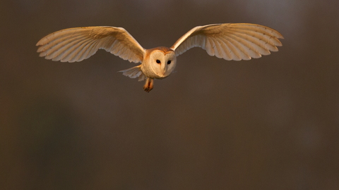 Barn owl in flight