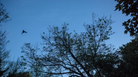 A dusk shot of the sky with a bat flying over