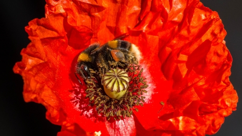 A buff-tailed bumblebee on common poppy