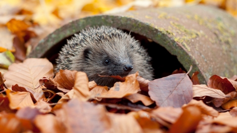 Hedgehog credit Tom Marshall