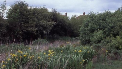 Stanground Newt Ponds