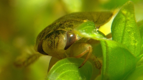 Saucer bug credit Brian Eversham