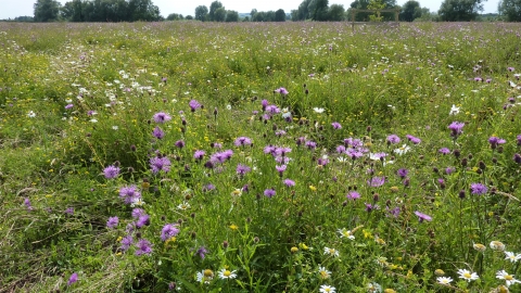 Wildflowers - Trumpington Meadows