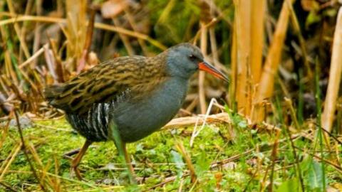 Water rail credit. Neil Aldridge