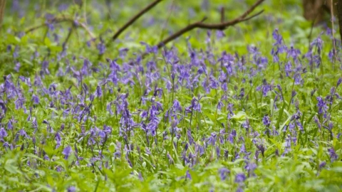 Wistow Wood