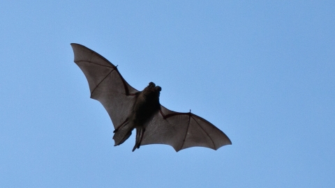 A arbastelle bat in flight