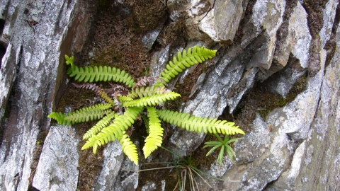 Blechnum fern on a rock