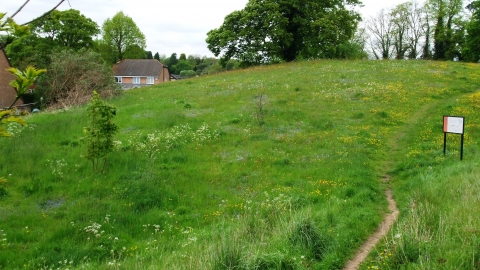 Cut-throat Meadow in bloom