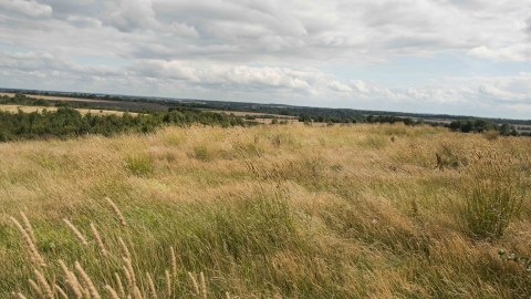 A grassy field