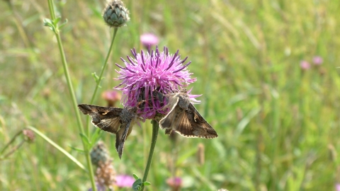 Two moths on a knapweed flower