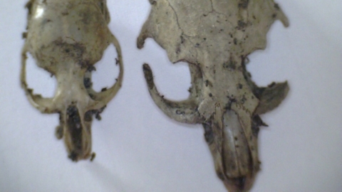 Vole skulls