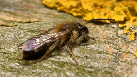 Solitary bee