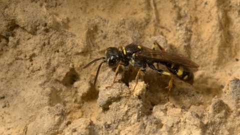 Solitary Wasp