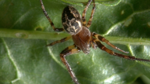 A spider on a leaf
