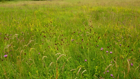 Great oakley meadow 