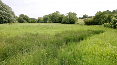 Wansford Pasture credit. Wildlife Trust BCN