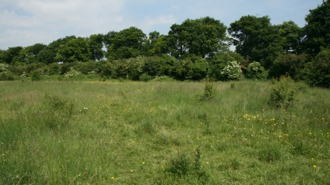 Image of Lancot Meadow