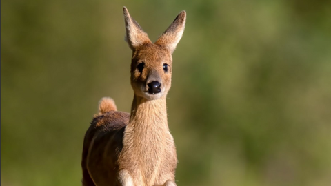 Chinese water deer by Luke Witcher
