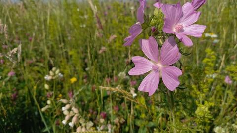 Closeup of pink musk mallow in a wildflower meadow