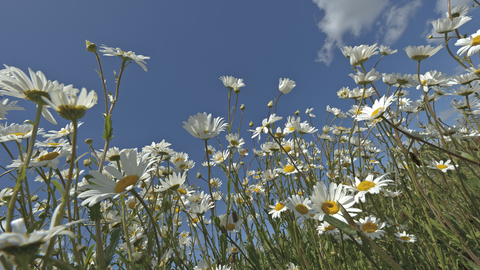 Oxeye daisies by Chris Gomersall/2020VISION