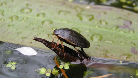 Water Beetle