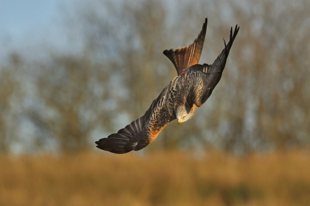 Red kite - Andy Rouse/2020VISION
