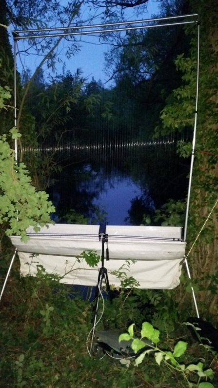 Harp trap for bats set up in dusk