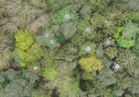 Heron nests from above photographed by a drone