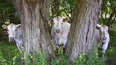 Three curious cows peer out from behind some trees at Ditchford Lakes and Meadows nature reserve