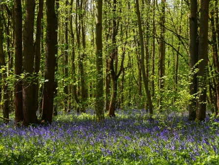 Bluebells at Waresley & Gransden Woods