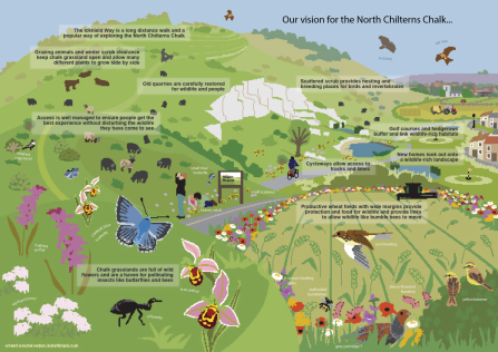 North Chiltern Chalk Living Landscape illustration by Rachel Hudson