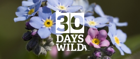 30 Days Wild Forget-me-nots by Chris Lawrence