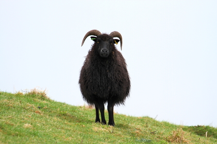 Sheep at Pedgsdon Hills