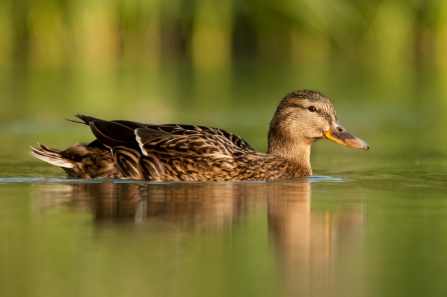 Female Mallard - Dabbling Ducks