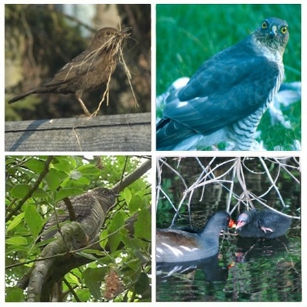 Blackbird with nest material, sparrowhawk, cuckoo and moorhen feeding chick