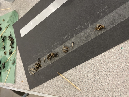 rodent skeleton bones stuck to black paper and labelled