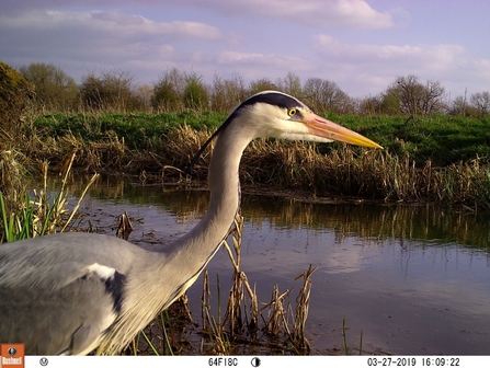 Grey heron with water in background