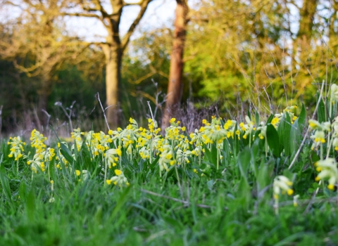 Cowslips at Cambourne - Ian Scaife